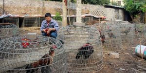 Cách nuôi gà đá bo trong môi trường tốt