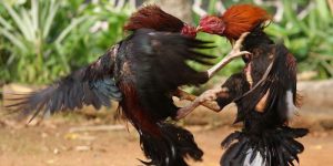 Đánh giá chuẩn thể lực trong đá gà cựa dao