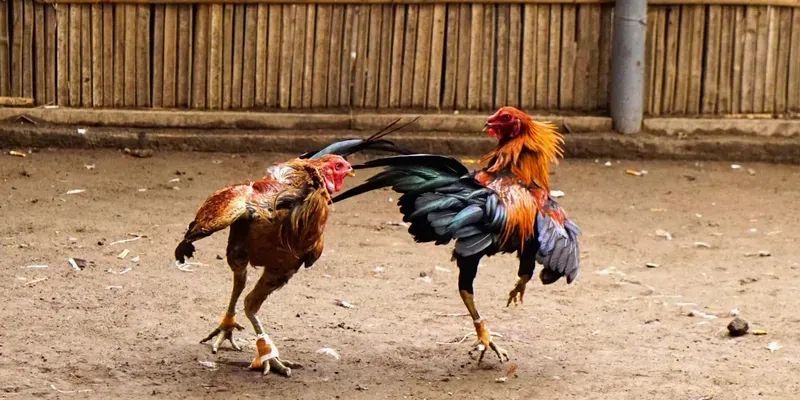 Đá gà cựa sắt hợp pháp