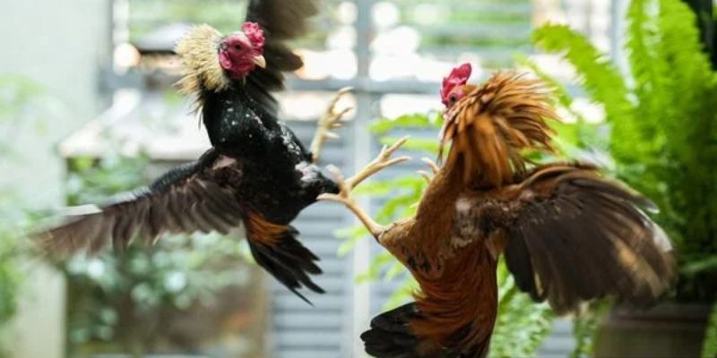 Sơ lược về đá gà cựa sắt