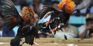 Đá gà cựa sắt hồi hộp từng phút từng giây